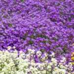 5 plantas perenes tapete para terreno seco