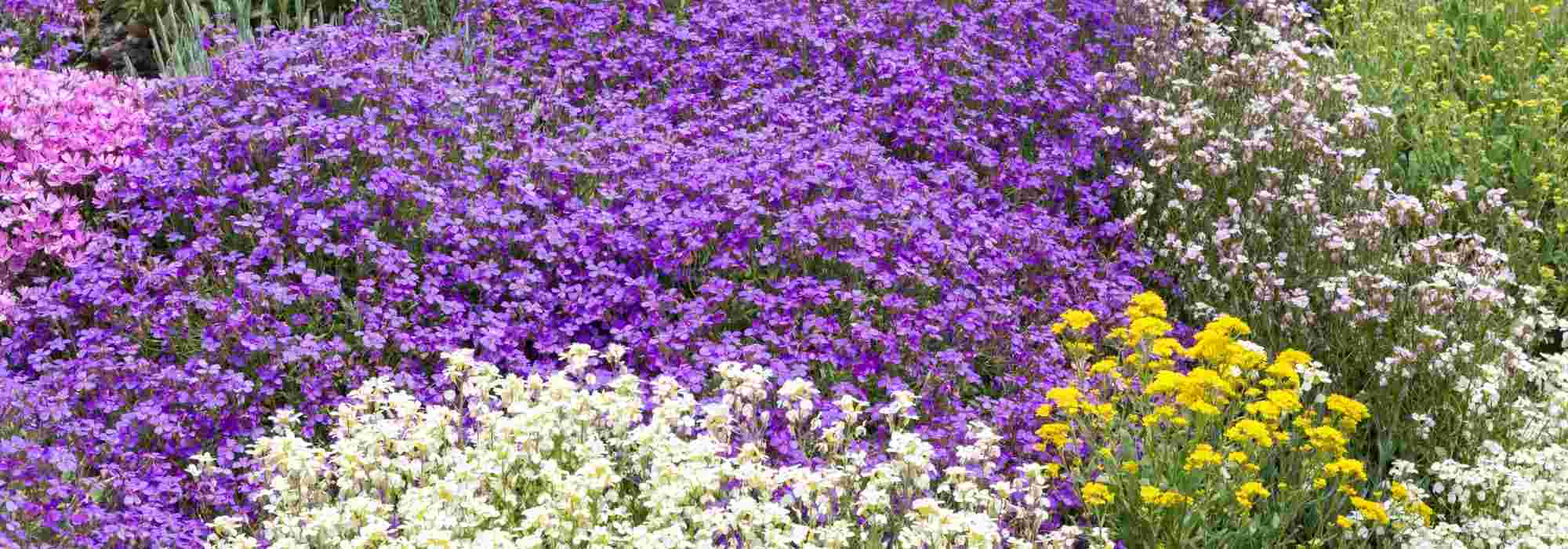 5 plantas perenes tapete para terreno seco