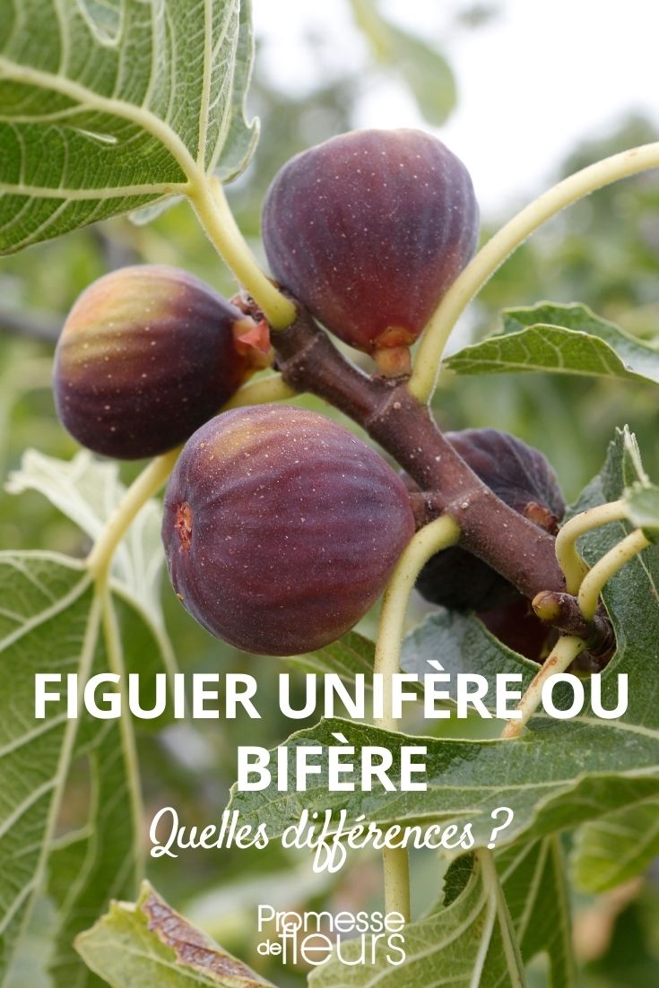 figueira bífera e unípara