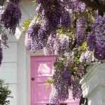 Florescer uma entrada com plantas trepadeiras