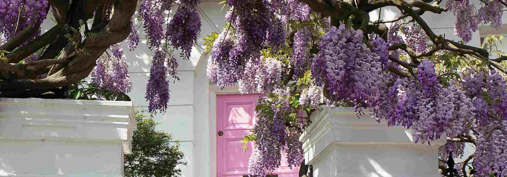 Florescer uma entrada com plantas trepadeiras