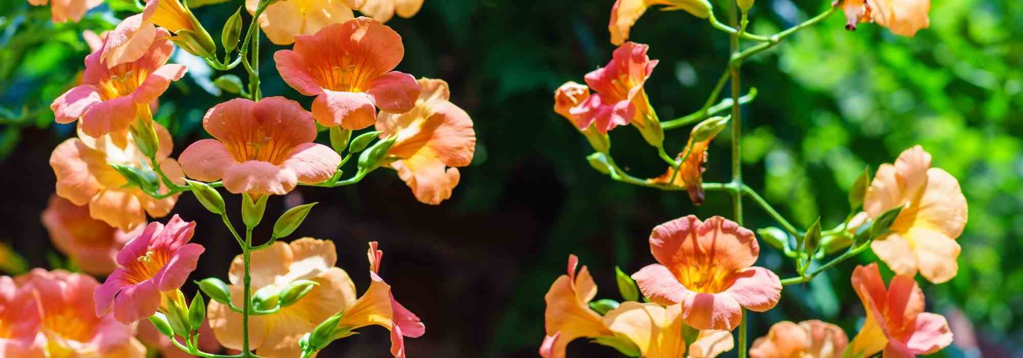 5 trepadeiras para cultivar em vaso numa varanda a Sul