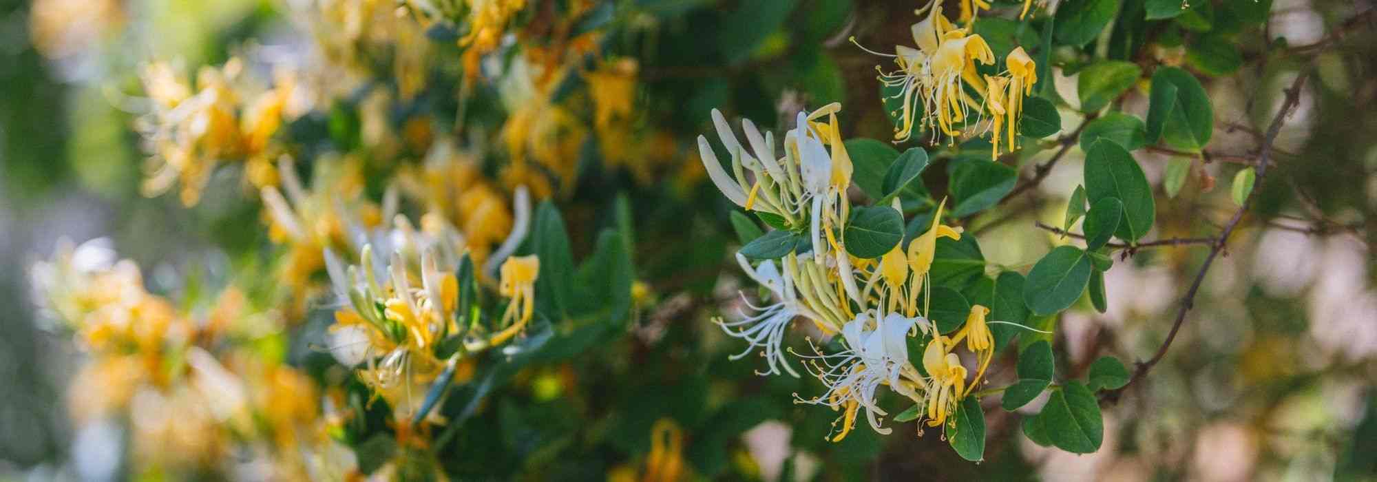 5 trepadeiras para cultivar em vaso numa varanda a Este