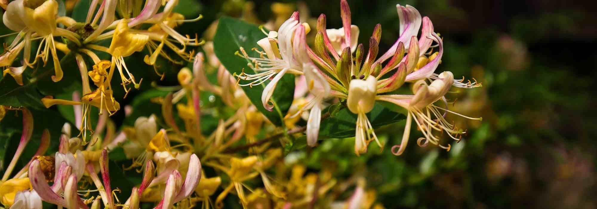 5 trepadeiras para cultivar em vaso numa varanda a norte