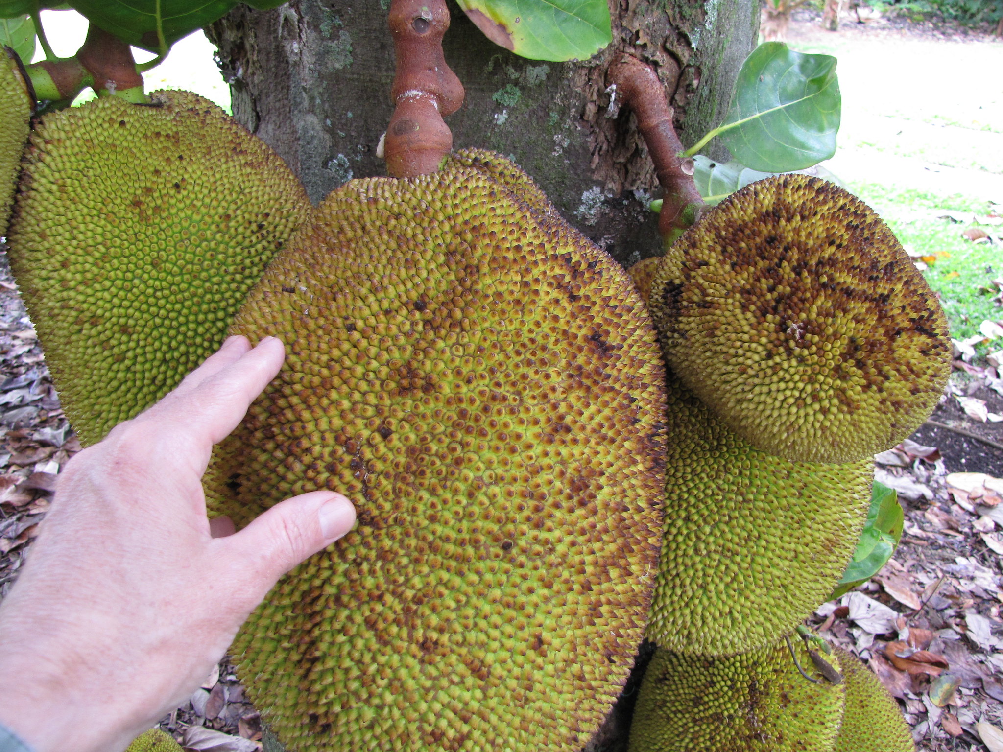 O que é o fruto da jaqueira?
