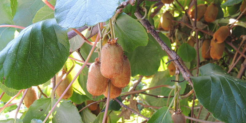 Poda do kiwi-amarelo: quando e como podar um actinidia?