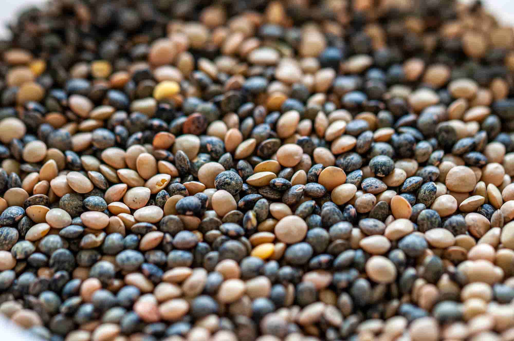 E se começasse a cultivar lentilhas?