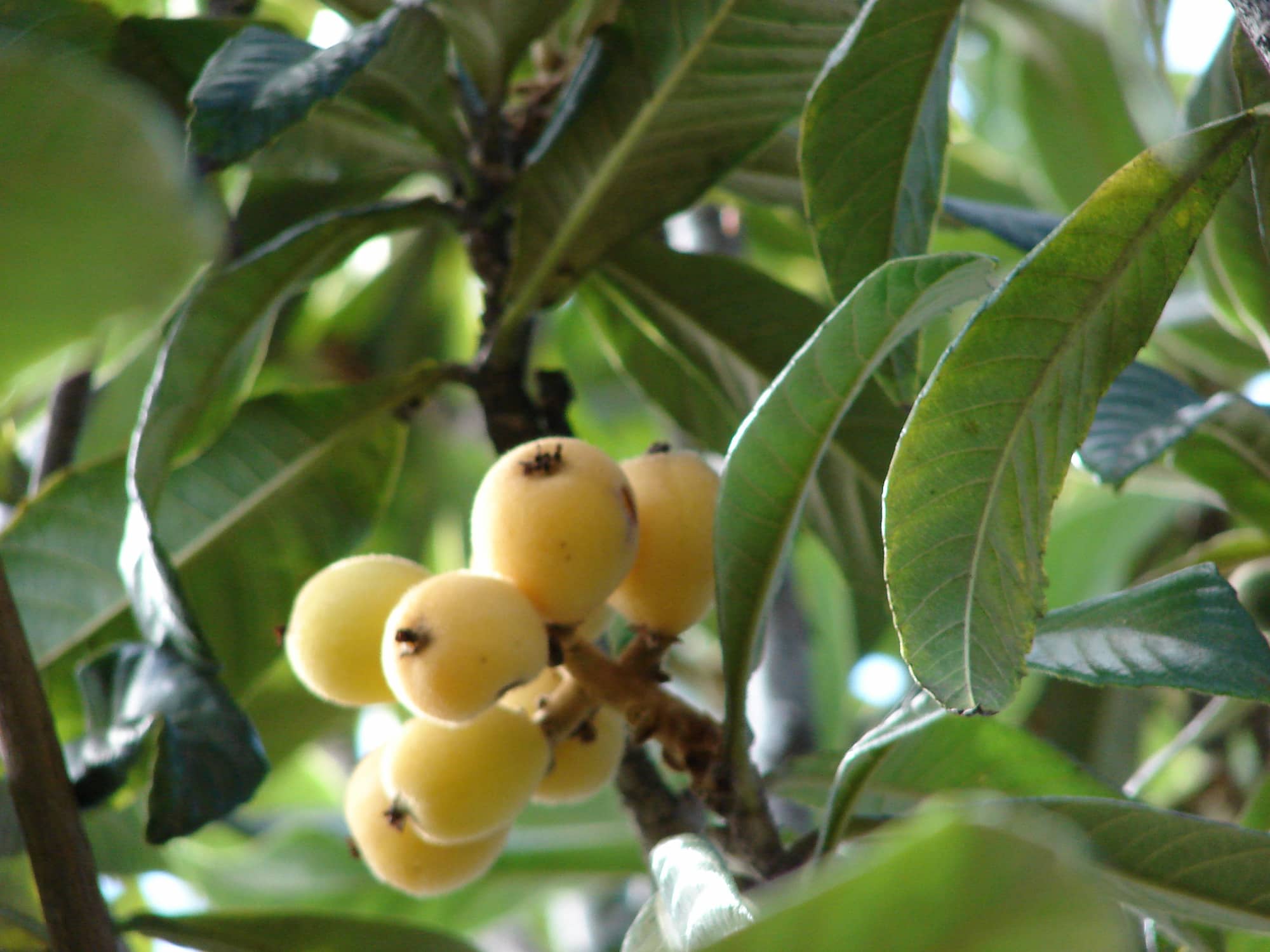 Nespereira: plantar, cultivar, colher