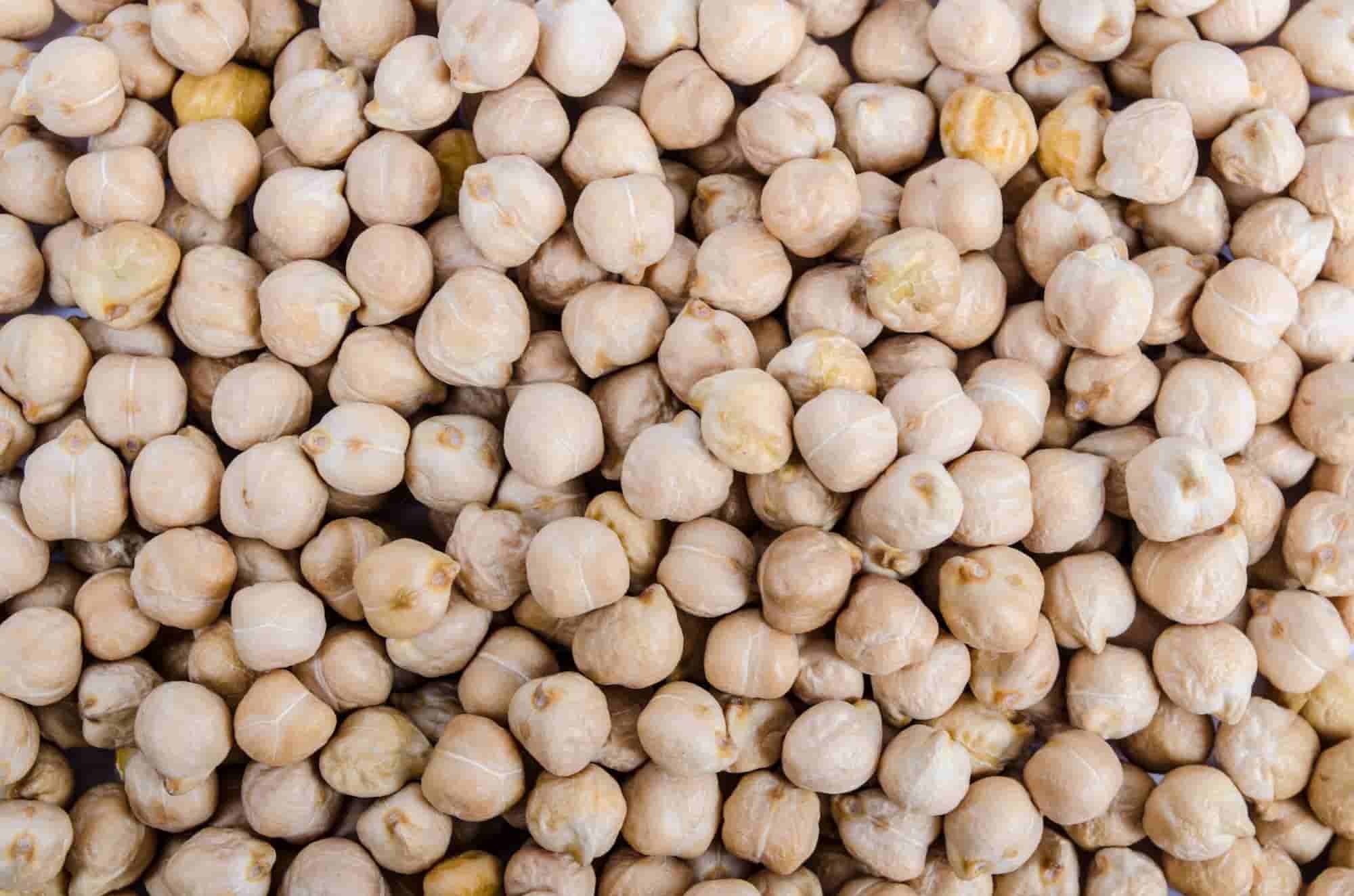 E se cultivasse grão-de-bico?