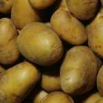 A cultura da batata-inglesa em relva