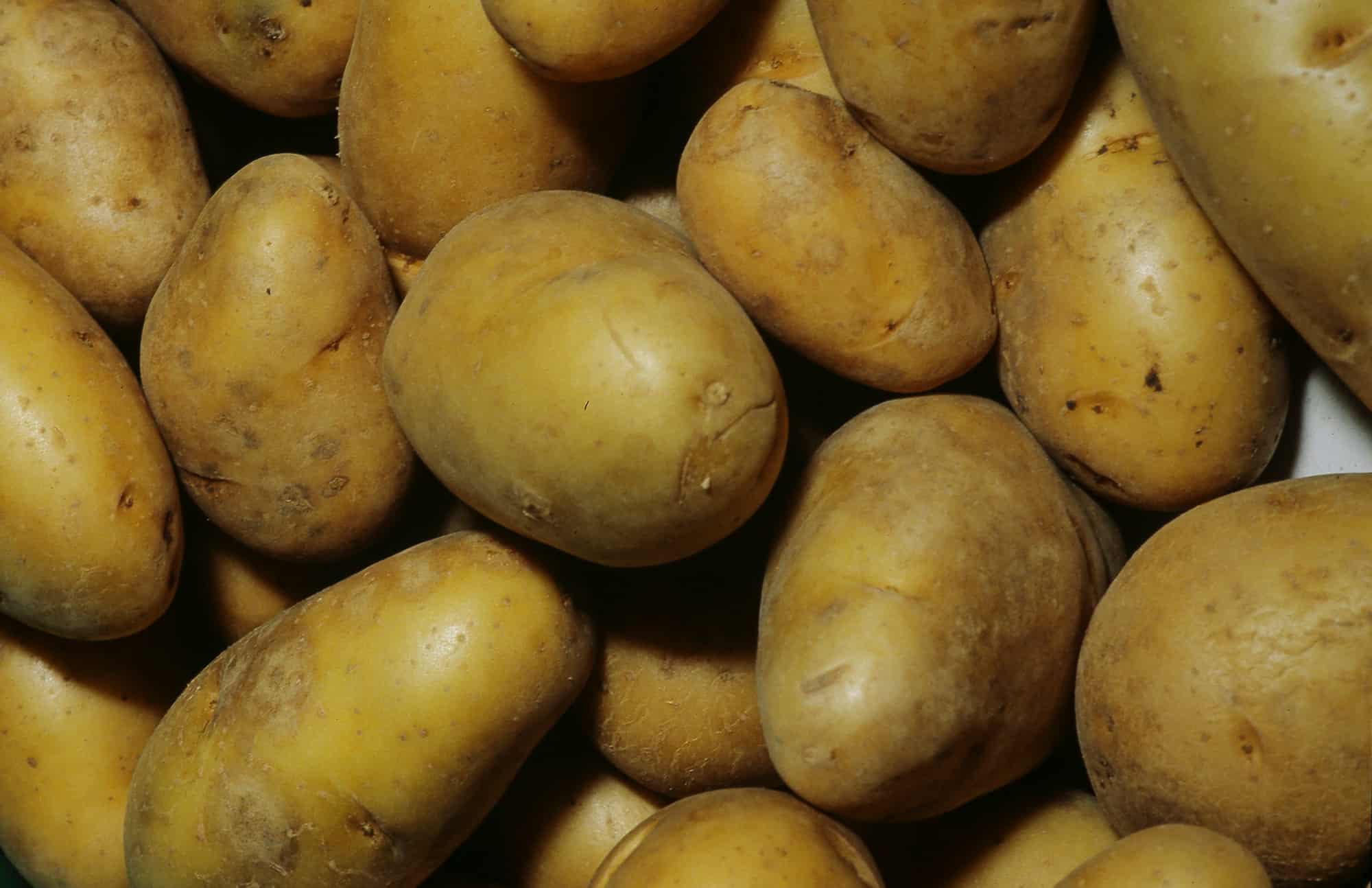 A cultura da batata-inglesa em relva