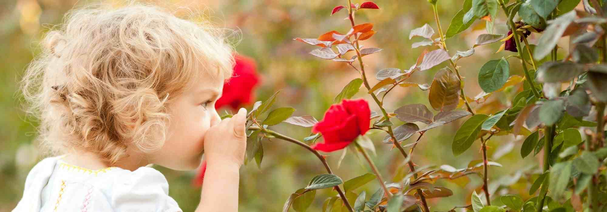 Roseiras para pequenos e grandes