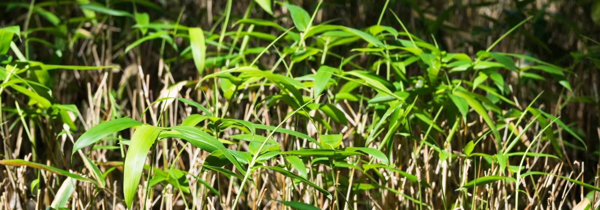 Sasa, bambu de sebe: plantação, cultura e utilizações