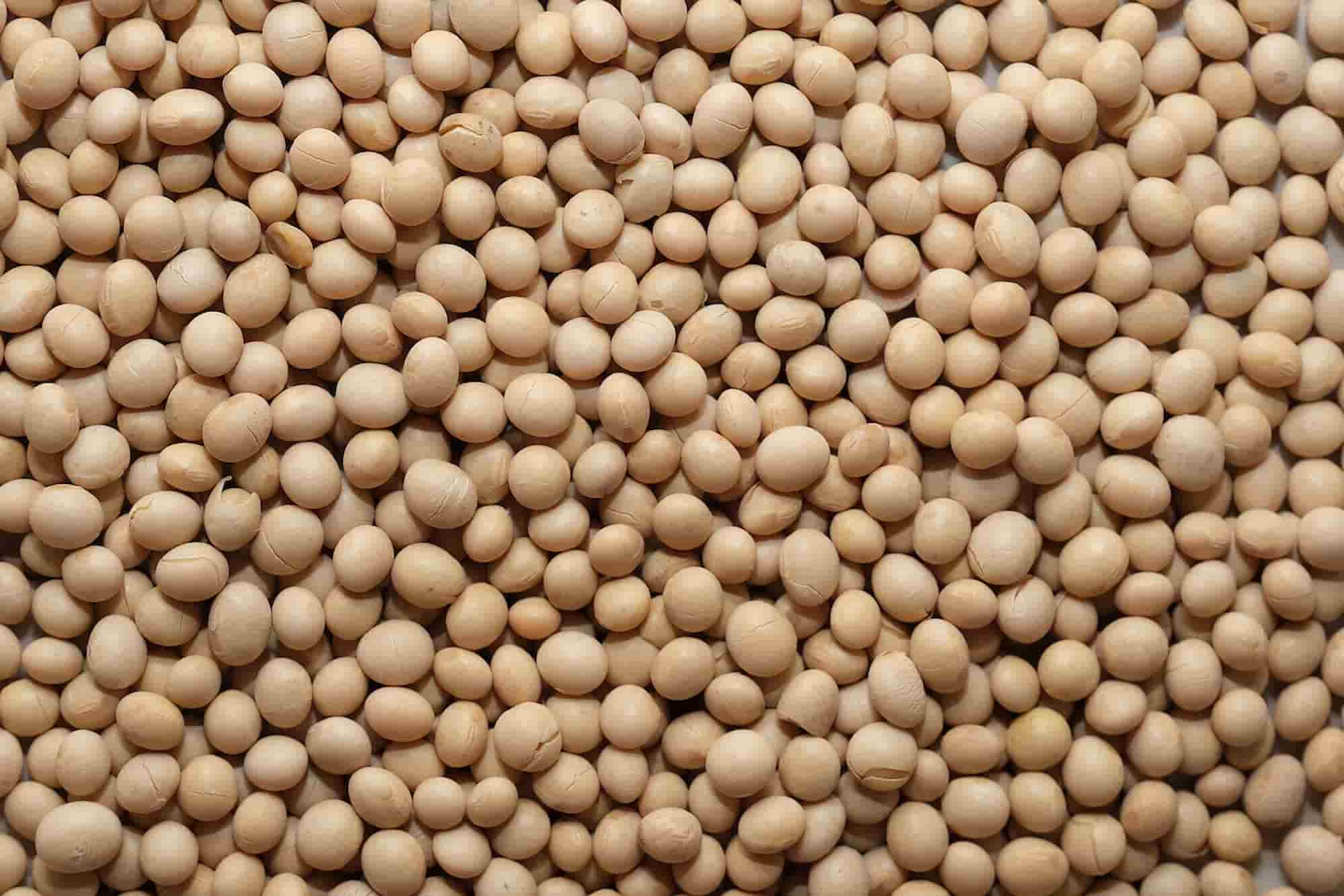 Como cultivar soja na horta?