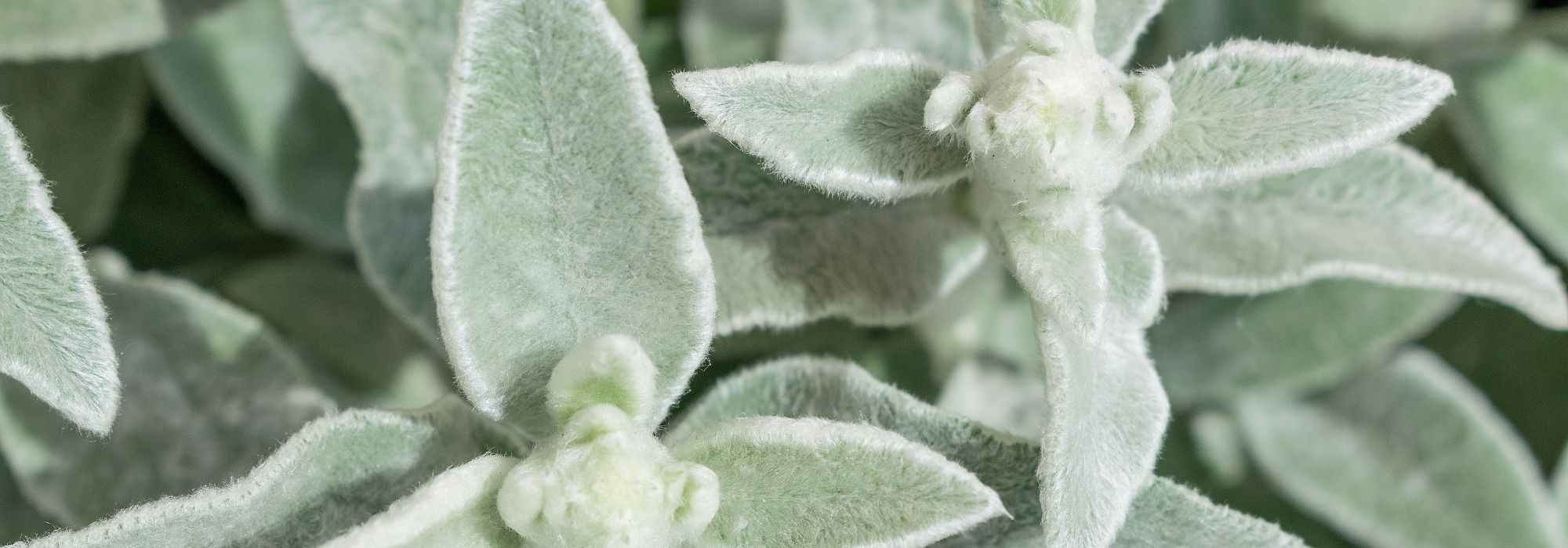 7 plantas perenes com folhagem cinzenta ou prateada