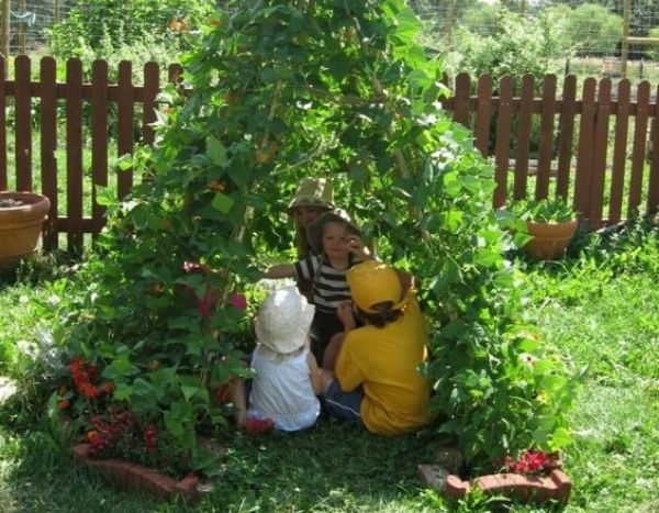 Tipi de feijão-verde trepador: uma atividade de jardinagem fácil com crianças