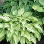 7 plantas perenes para cultivar em vaso numa varanda a Norte