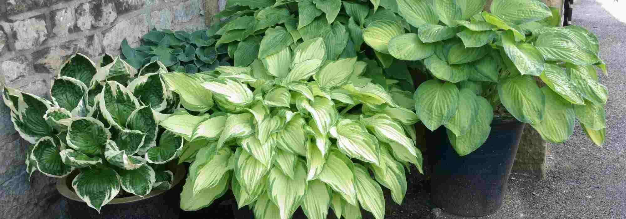 7 plantas perenes para cultivar em vaso numa varanda a Norte