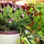 7 plantas perenes para cultivar em vaso numa varanda a Oeste
