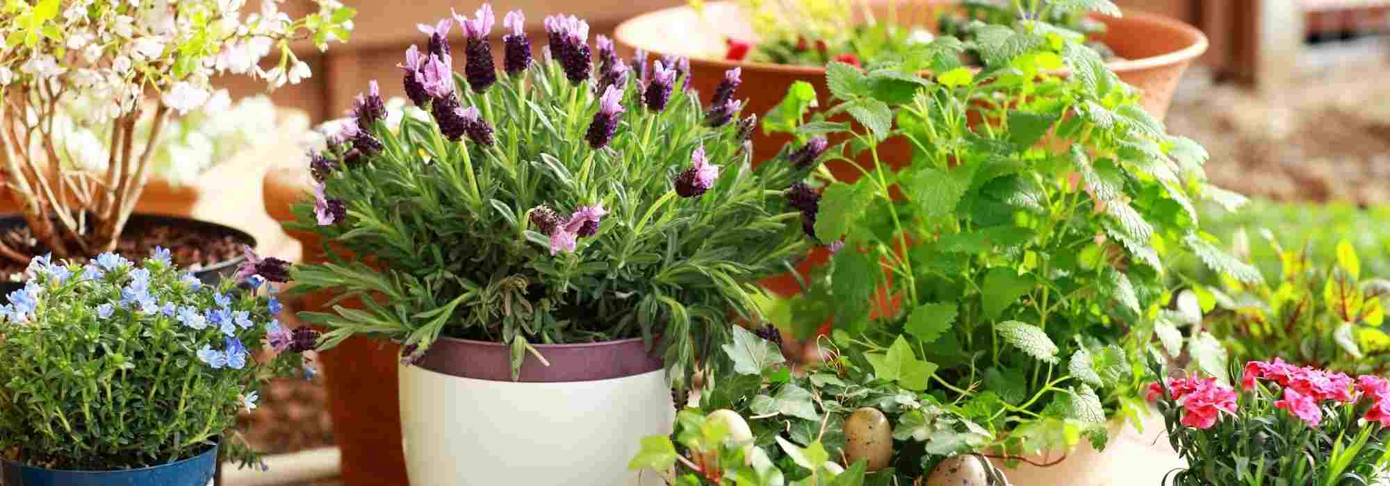 7 plantas perenes para cultivar em vaso numa varanda a Oeste