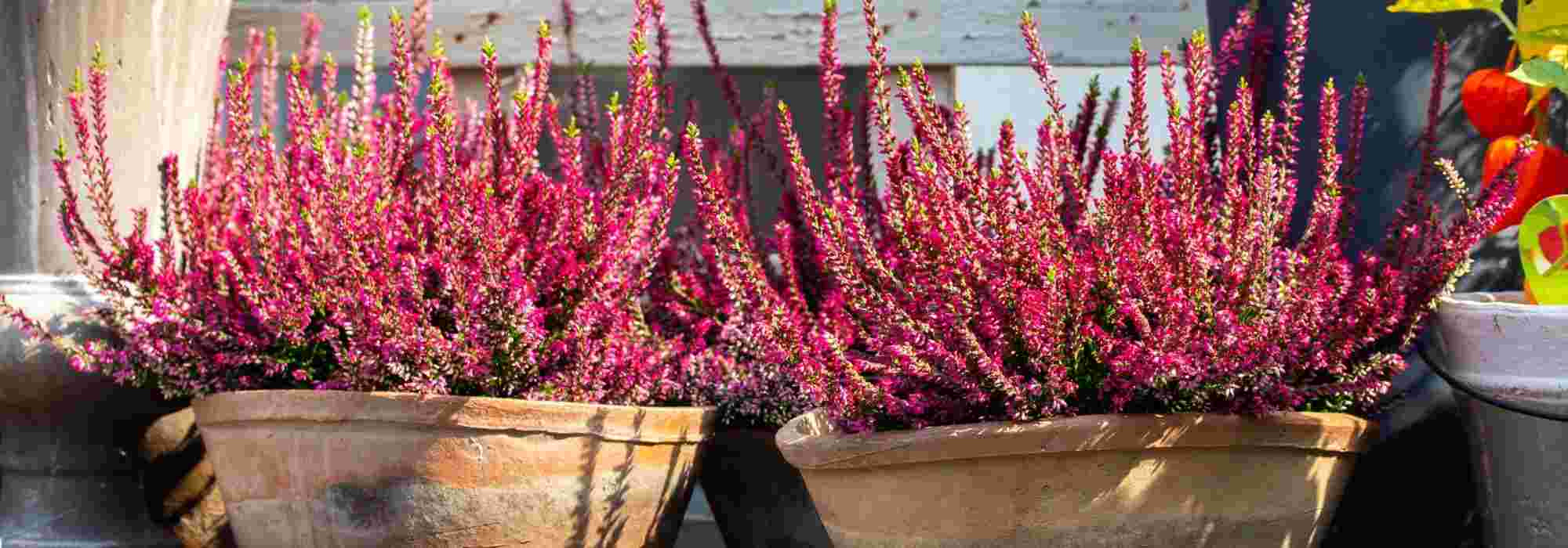 7 plantas perenes para cultivar em vaso numa varanda a Este