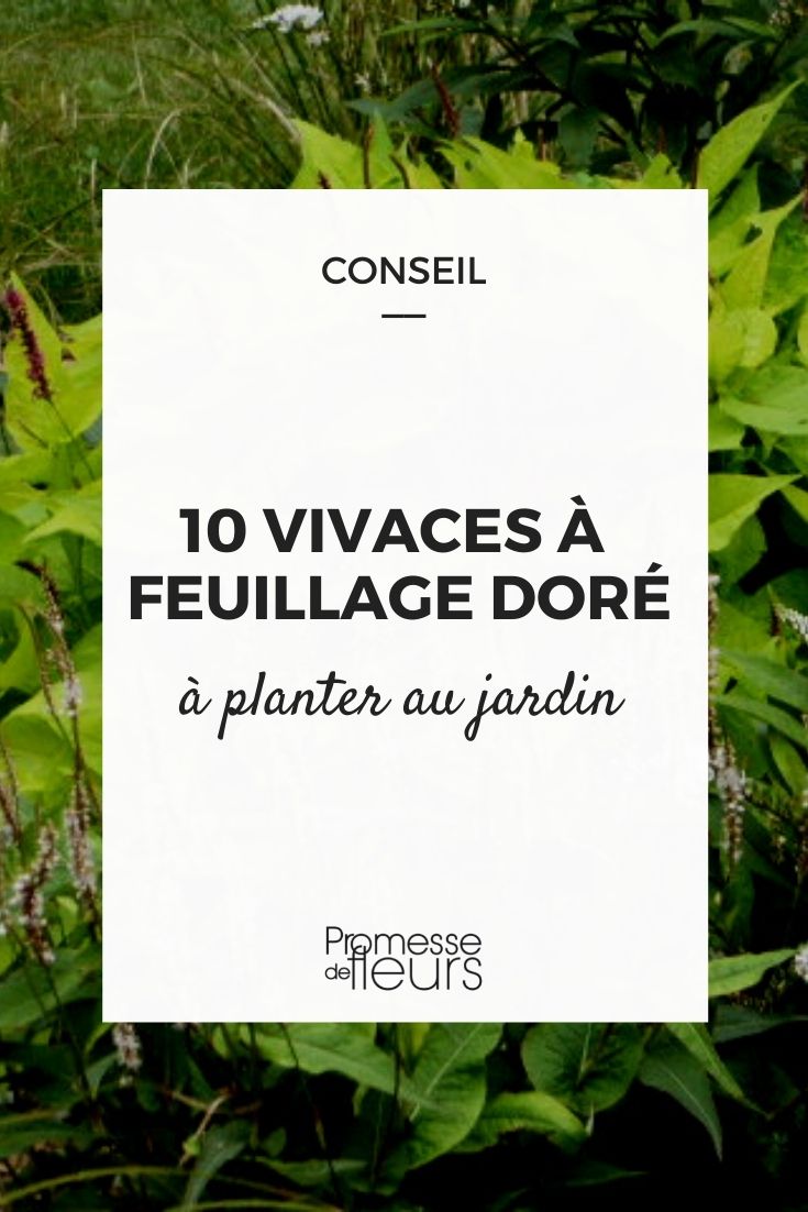 perenes de folhagem amarela