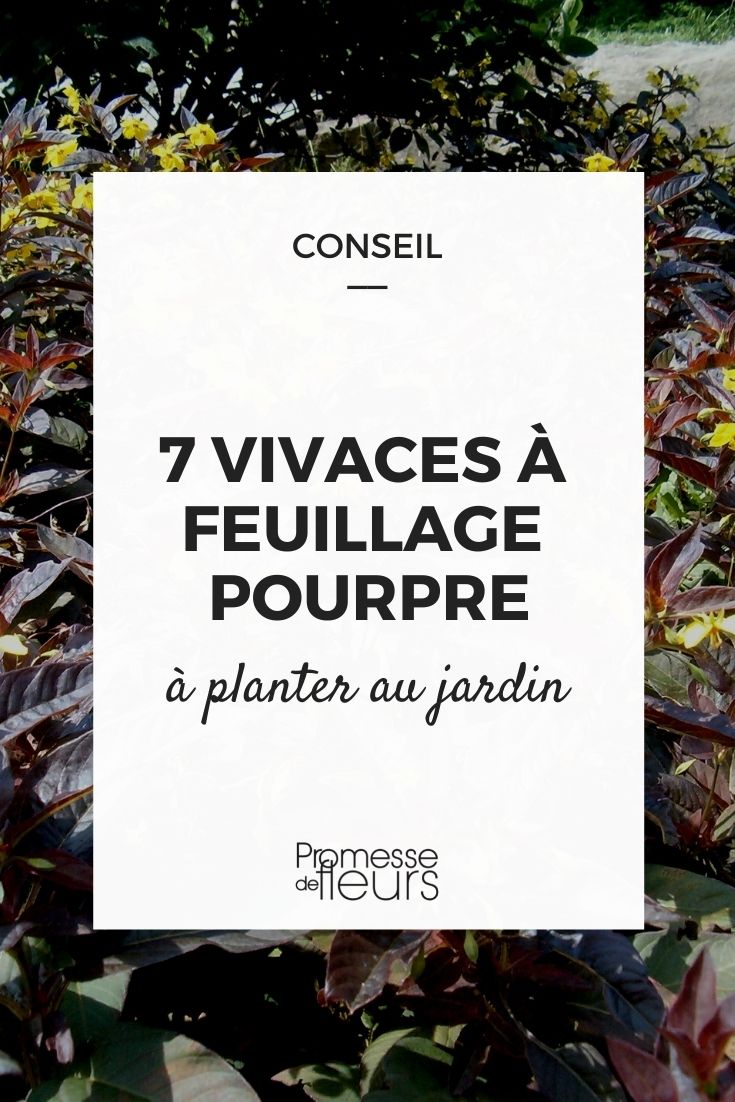perenes de folhagem púrpura