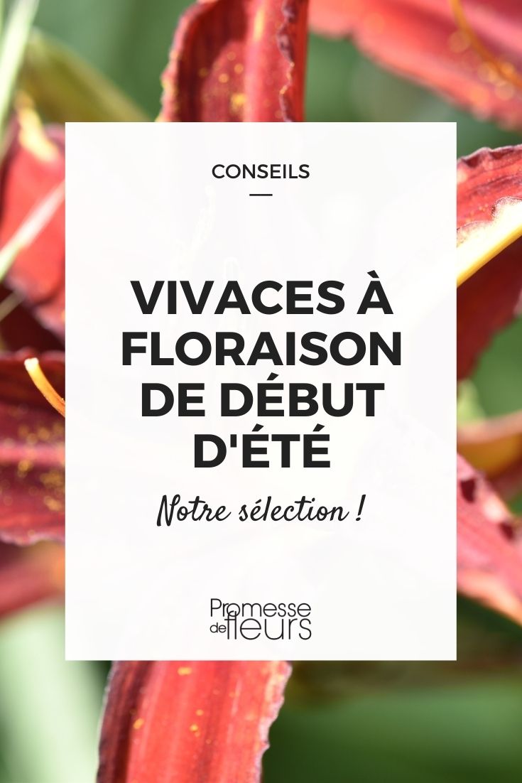 10 plantas perenes com floração no início do verão