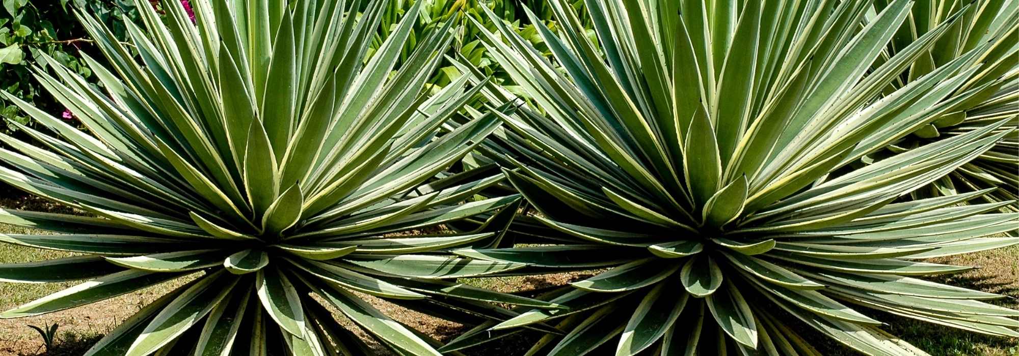 Escolher um agave
