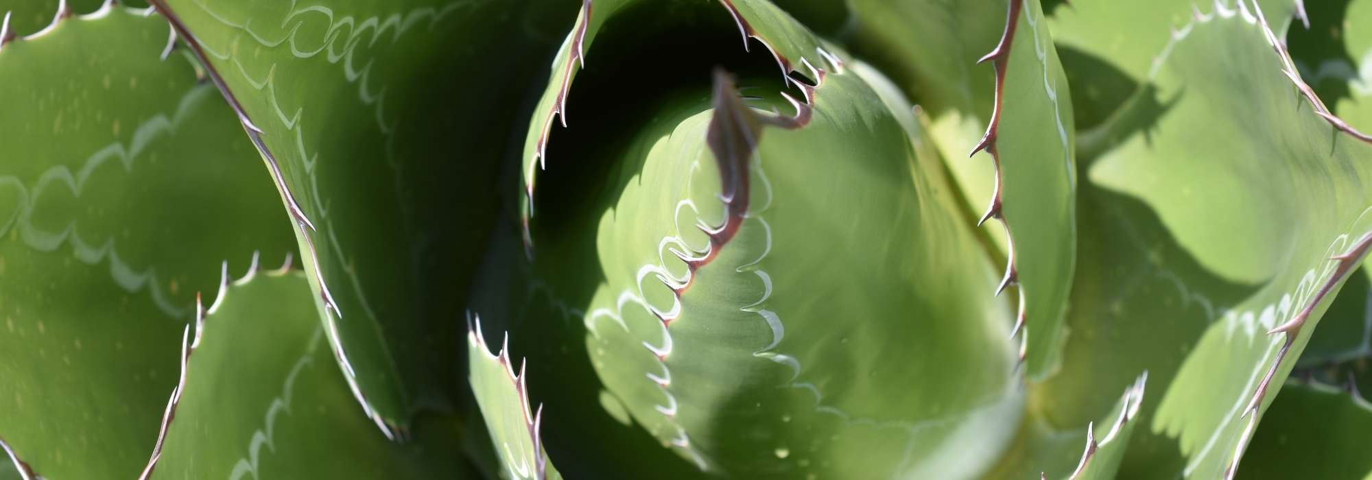 Agaves: as variedades mais rústicas