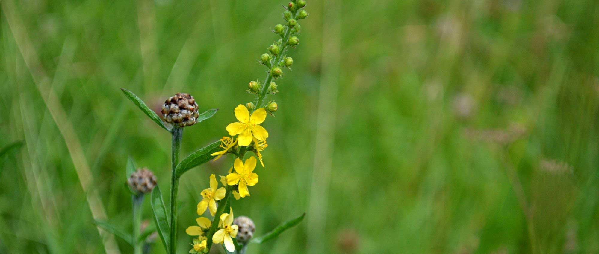 Agrimónia: 5 ideias de associações bem-sucedidas