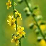 Agrimónia: plantação, cultivo, benefícios