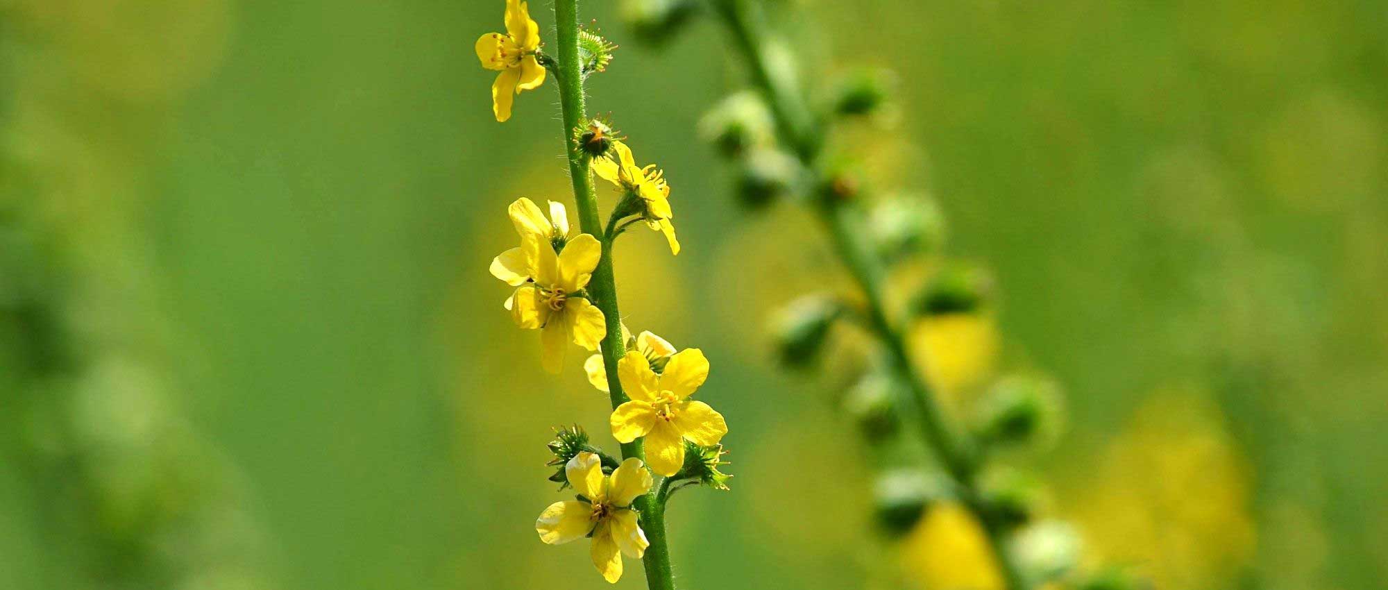 Agrimónia: plantação, cultivo, benefícios