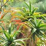 Escolher um aloé para o seu jardim