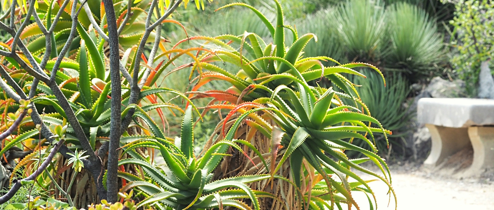 Escolher um aloé para o seu jardim