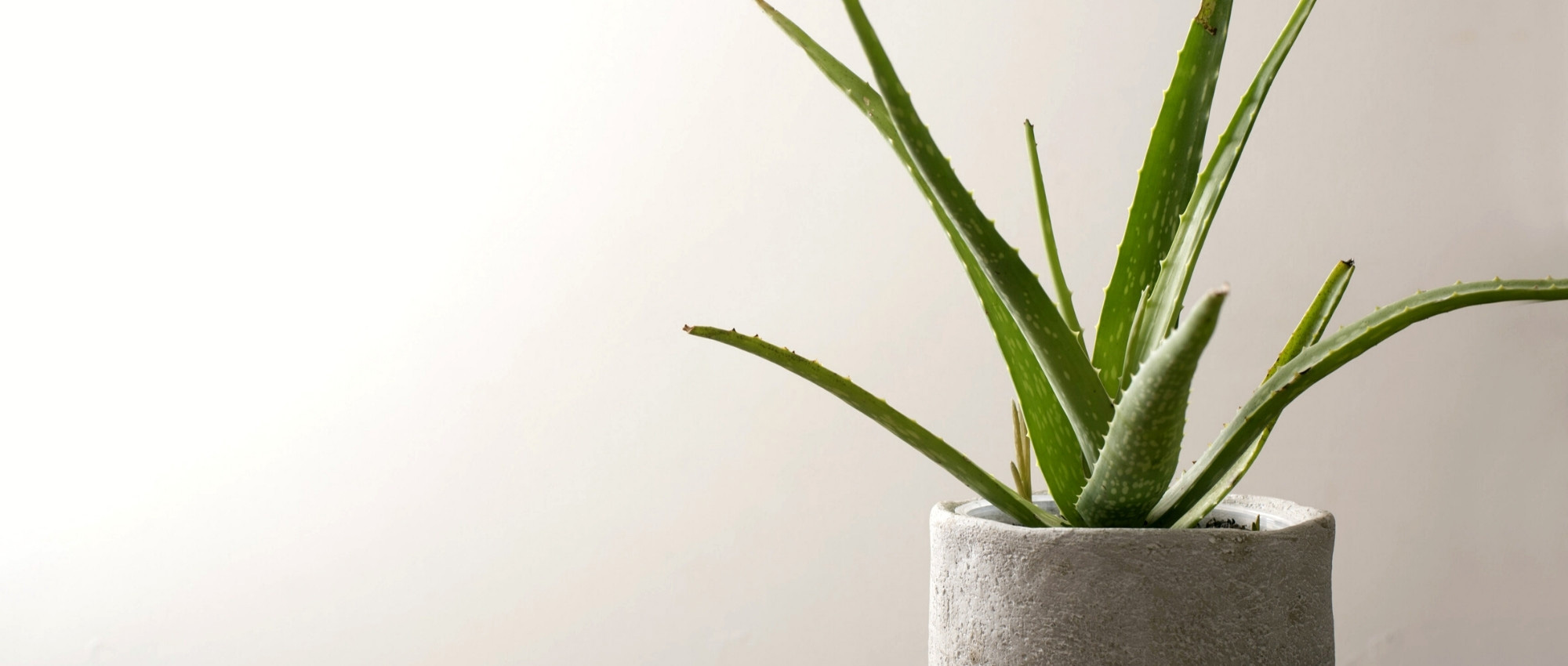 Cultivar um aloé-vera em vaso e cuidar bem dele