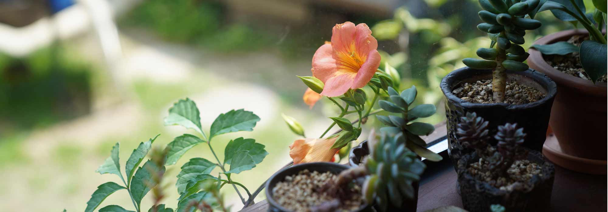 Cultivar uma bignónia em vaso