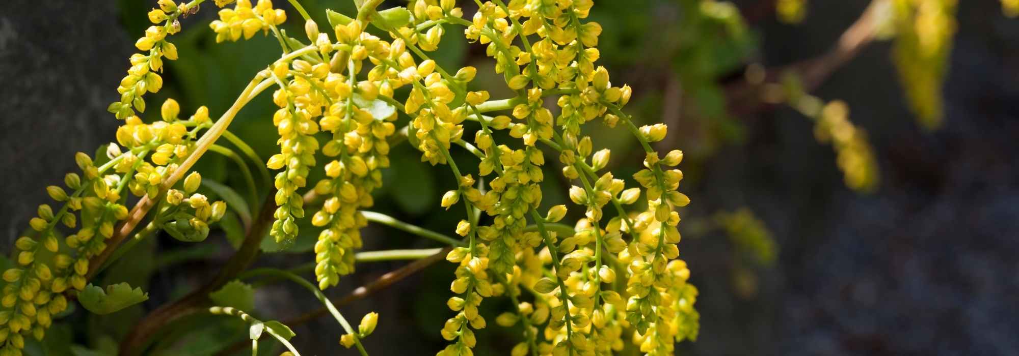 Chiastophyllum ou Gota de Ouro: plantação, cultura
