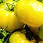 Como criar uma variedade de tomate?
