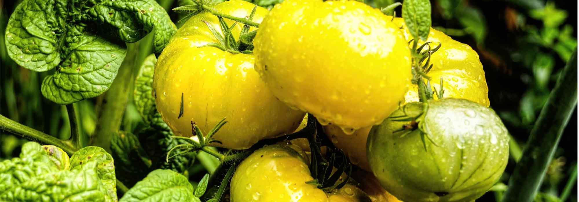 Como criar uma variedade de tomate?