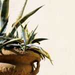 Cultivar um agave em vaso