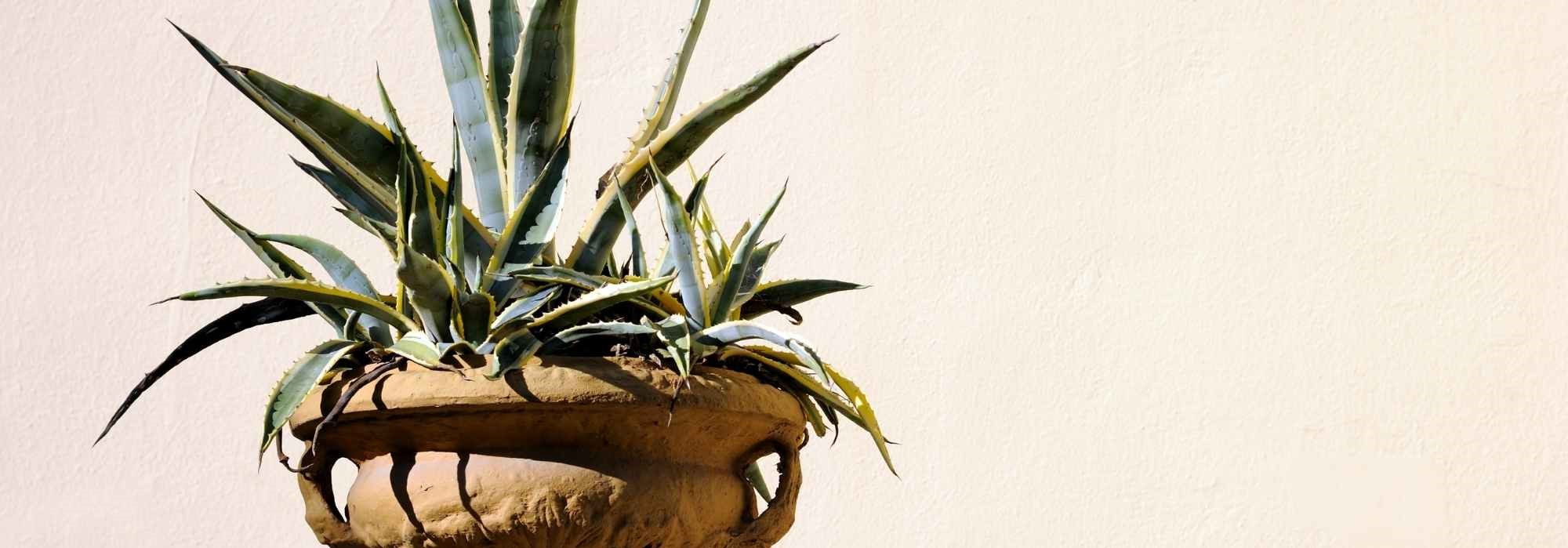 Cultivar um agave em vaso