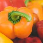 Os pimentos e as malaguetas: sementeira, cultivo e colheita