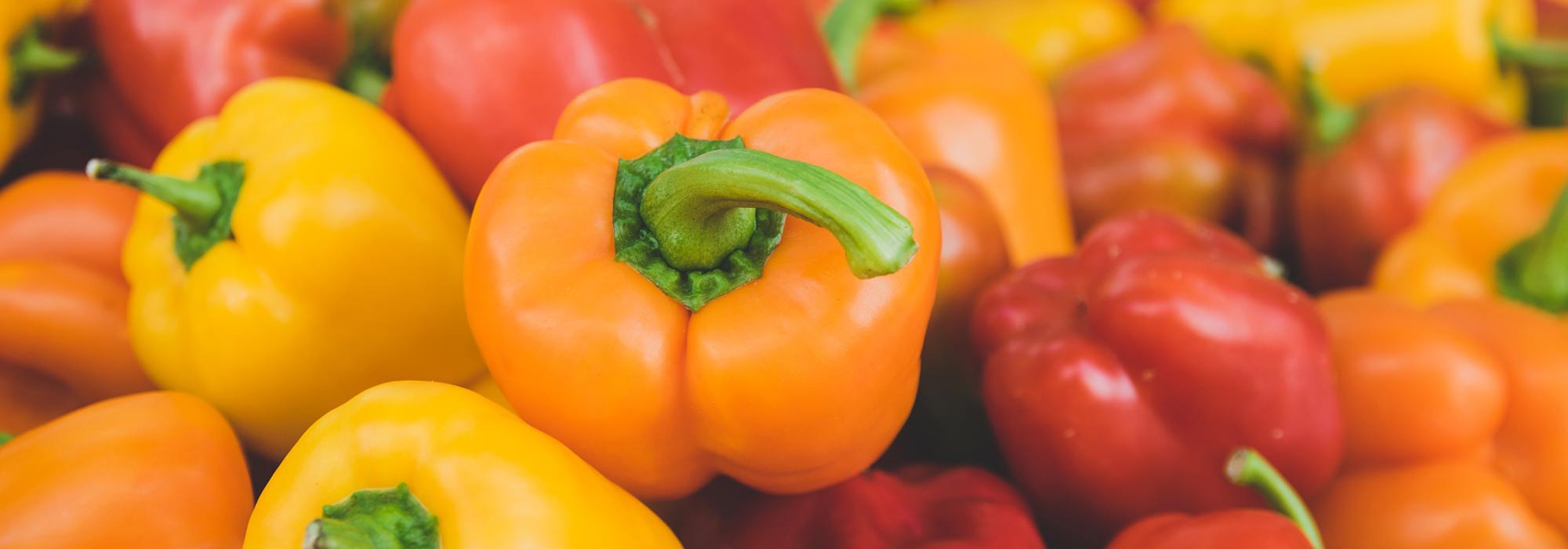 Os pimentos e as malaguetas: sementeira, cultivo e colheita