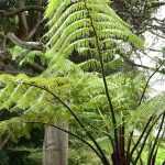 Feto-arborescente: plantar, cultivar e cuidar