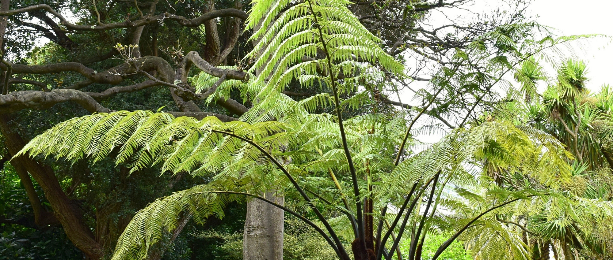 Feto-arborescente: plantar, cultivar e cuidar