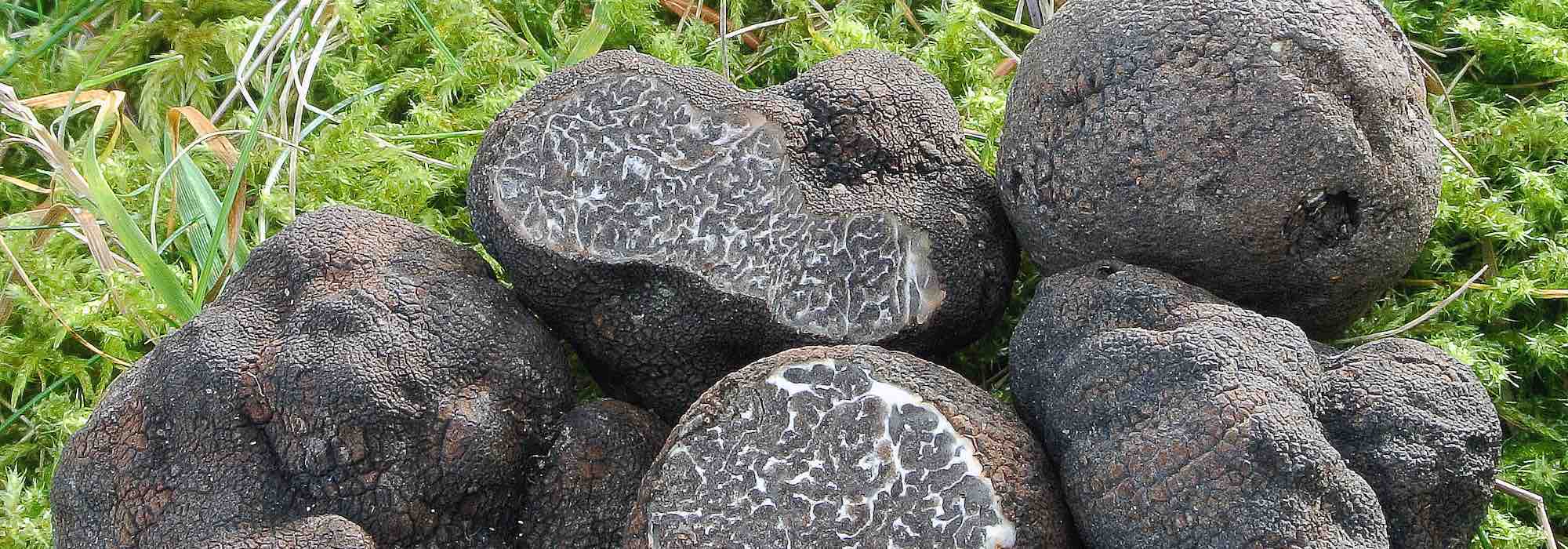 Como obter trufas no jardim?