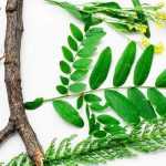 Como fazer um herbário com as crianças?
