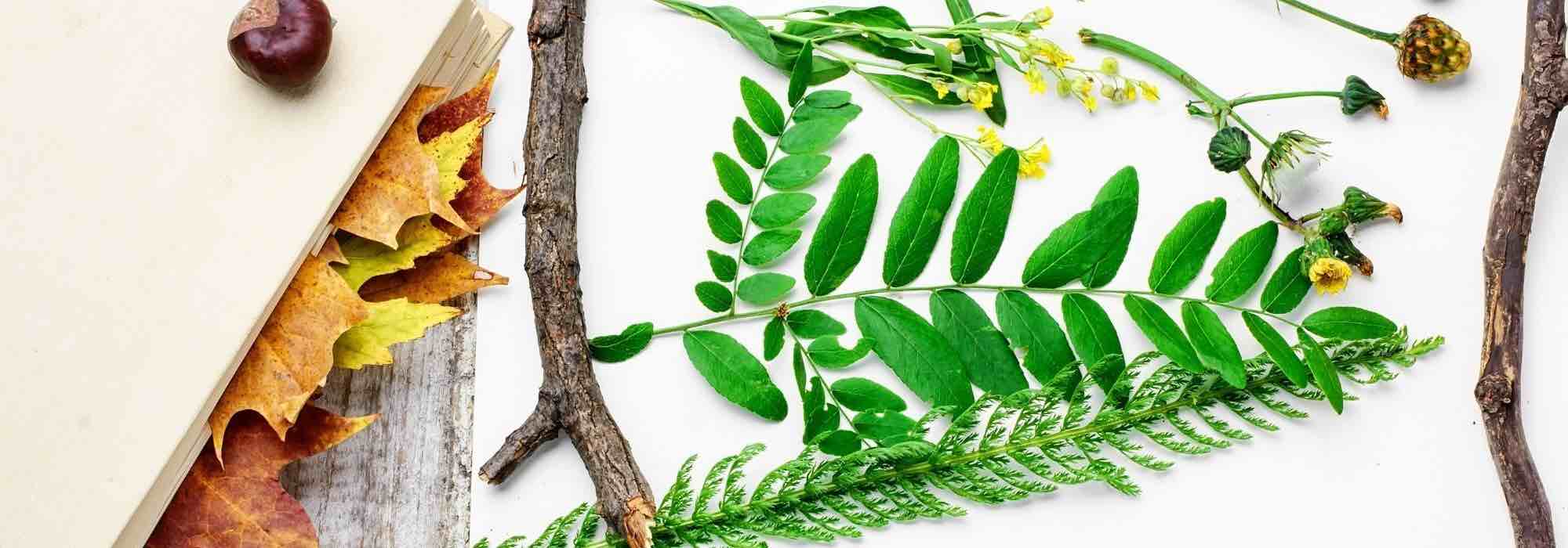 Como fazer um herbário com as crianças?