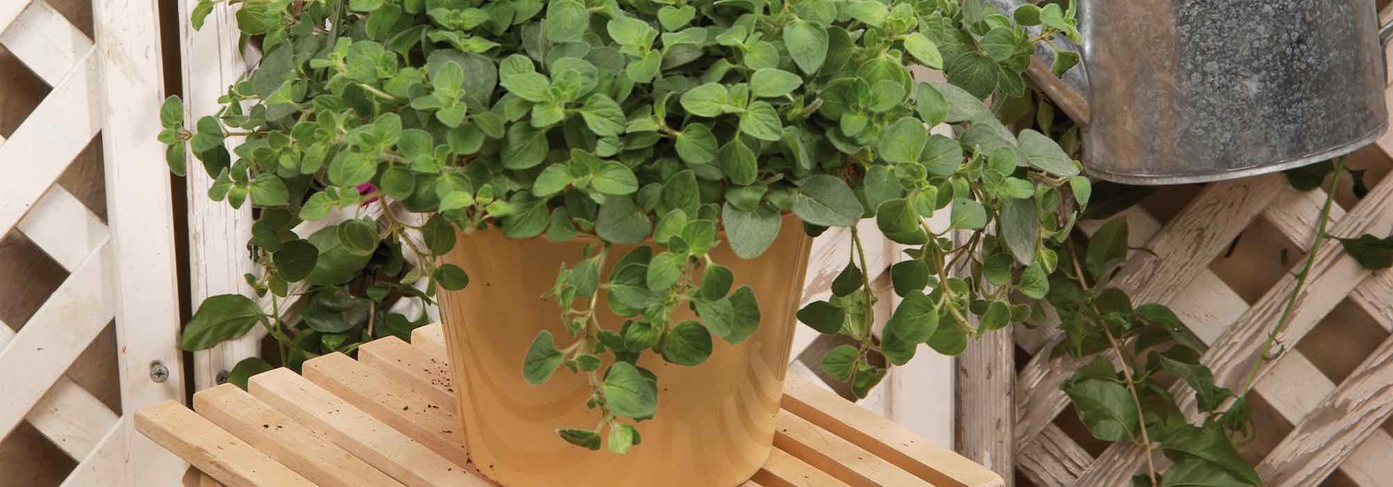 Cultivar o orégão em vaso